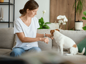 Woman on a sofa extends her hand to a small white and brown dog indoors, as if offering a handshake or gentle petting gesture.